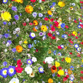 Honigprodukte 8 Frühtrachthonig kaufen Blumenwiese