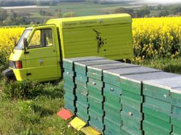 Singener Stadtimkerin Bienenbehausung