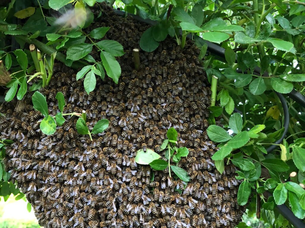Bienenschwarm einfangen e1684915593269