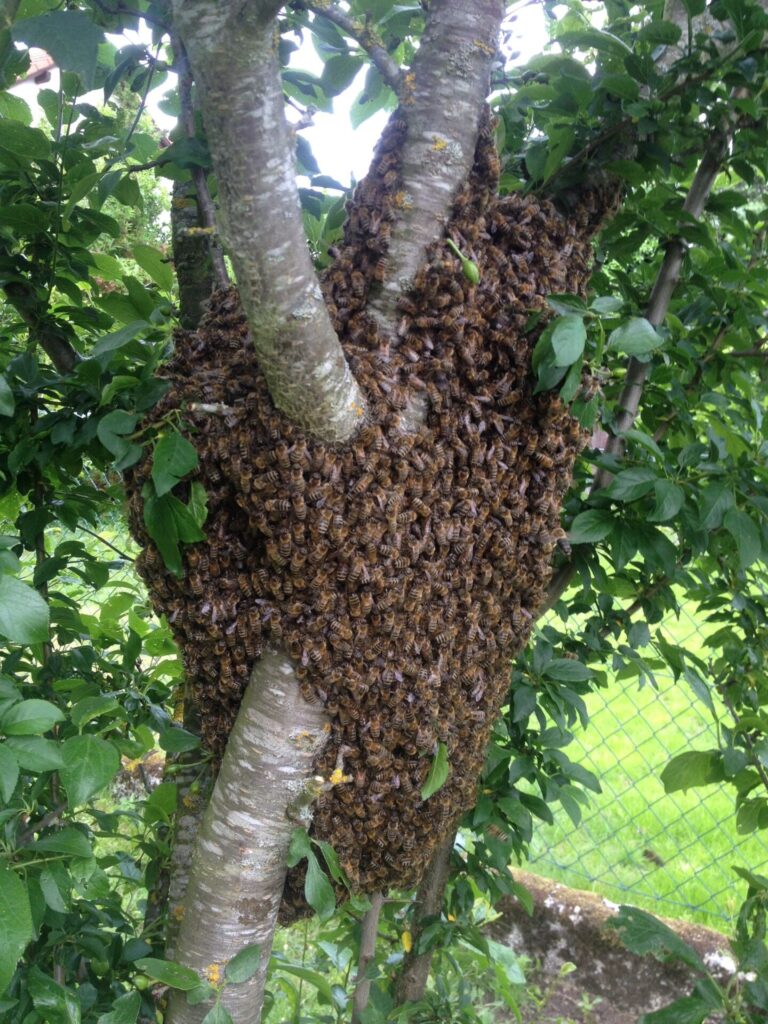 bienenschwarm am baum