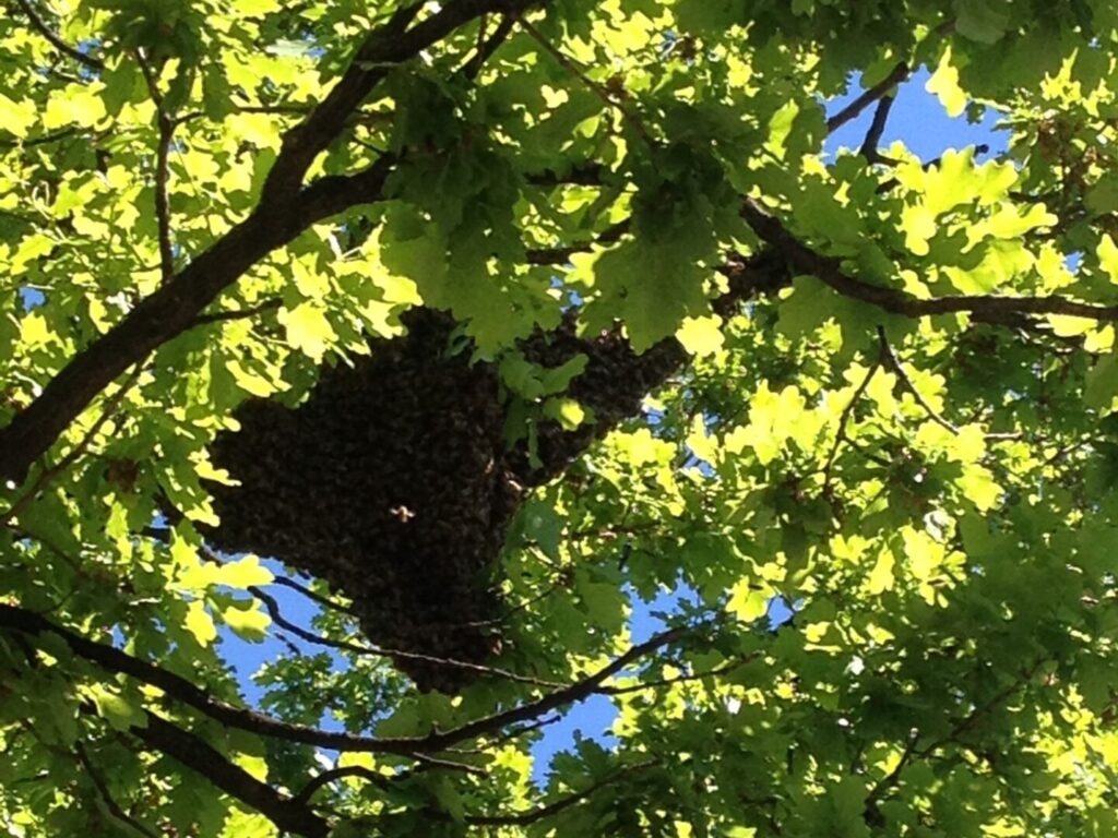 Bienenschwarm im Baum einfangen